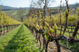 🌸 Jaro: probouzení révy a ochrana