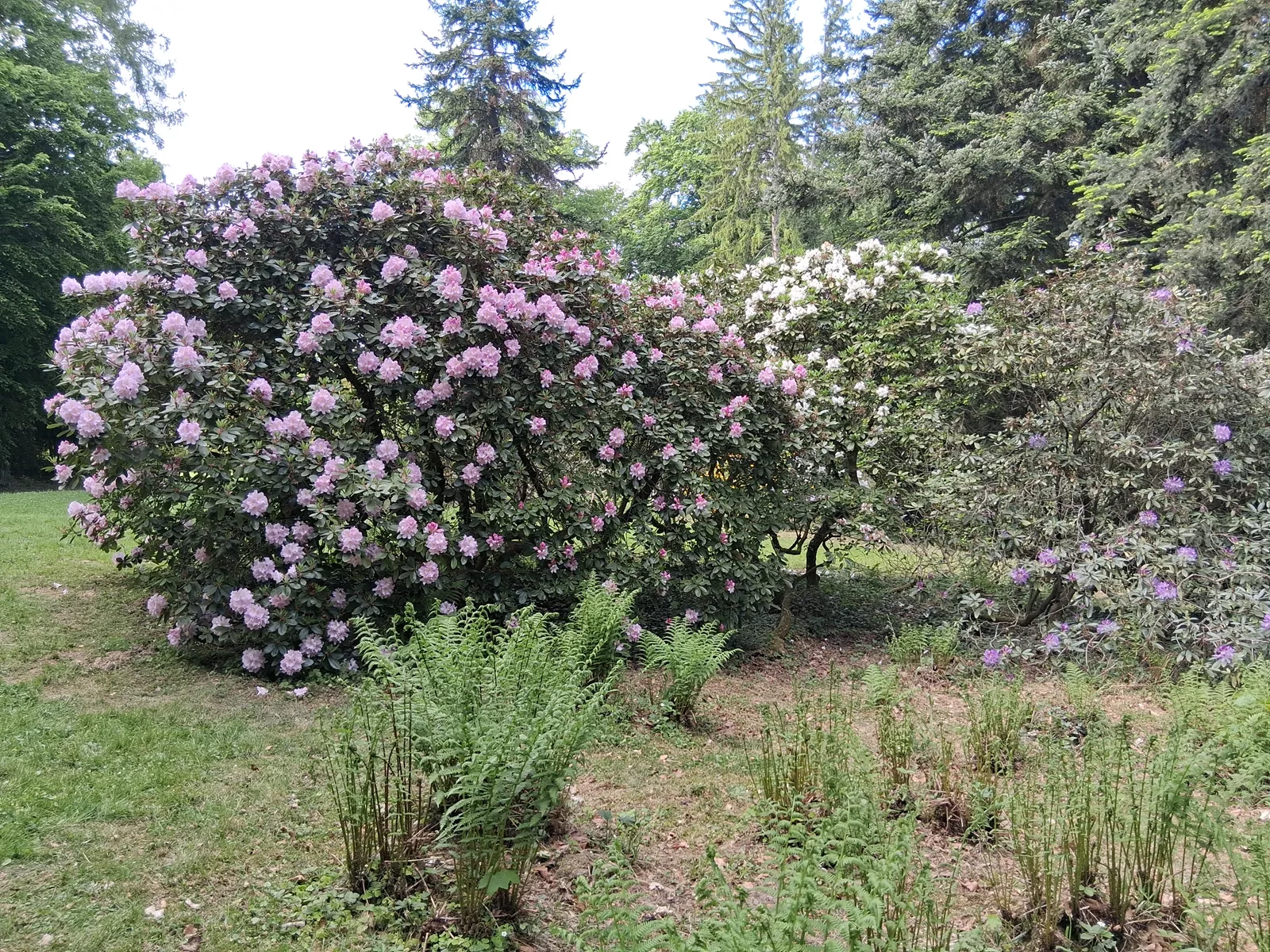 Park v zámku Buchlovice