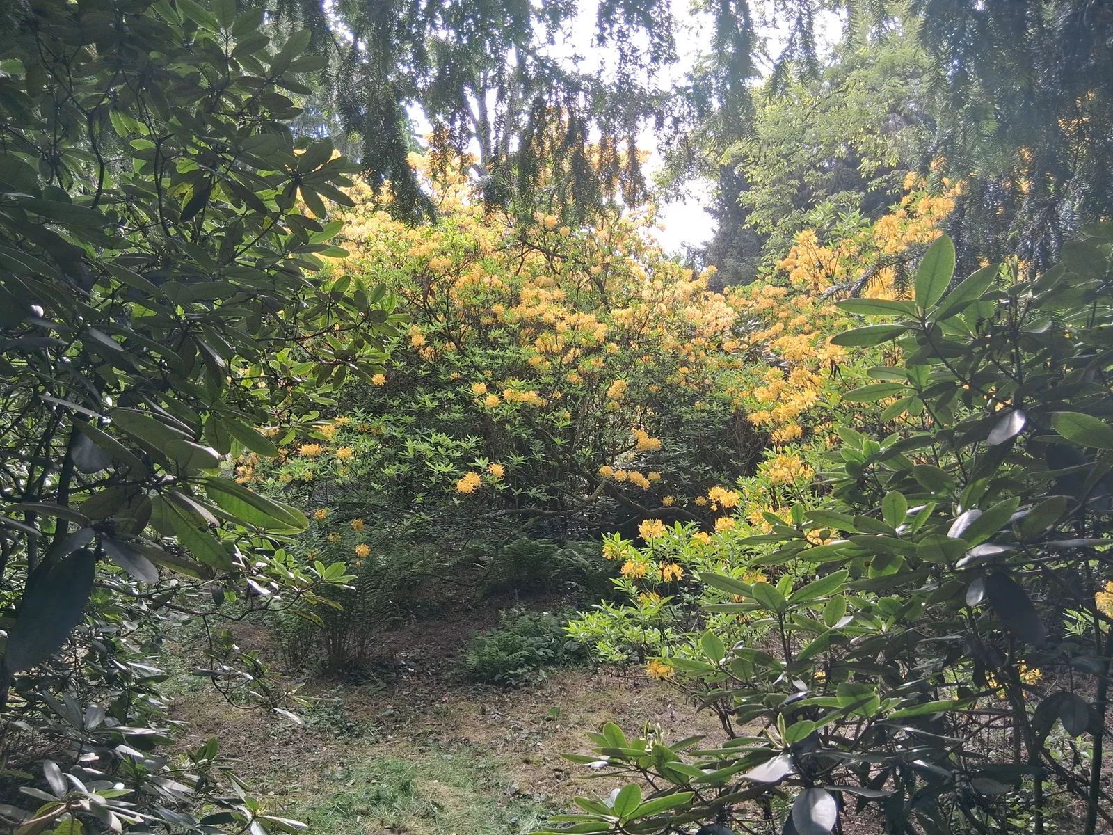 Park v zámku Buchlovice