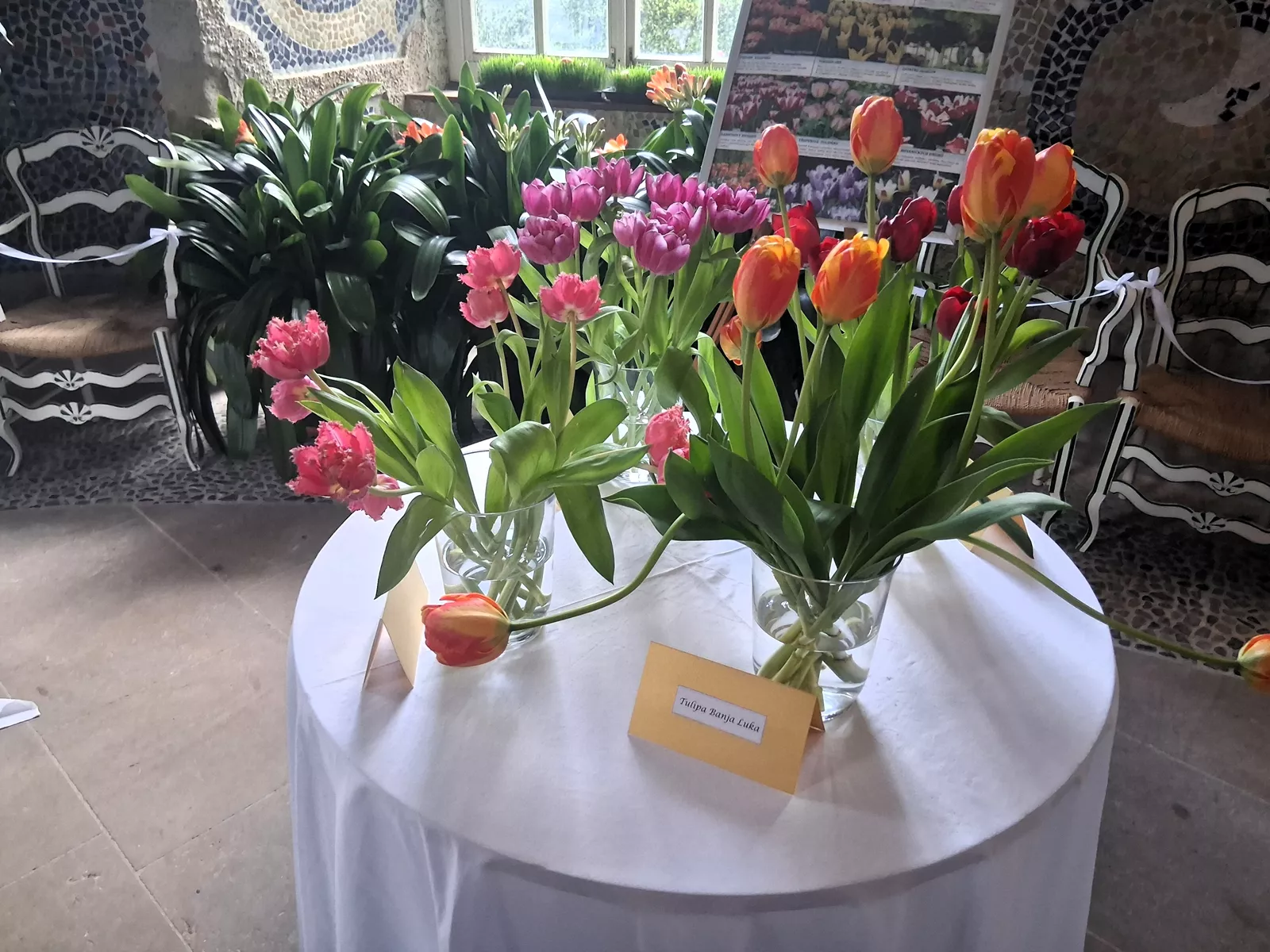 Buchlovice Tulipomanie 