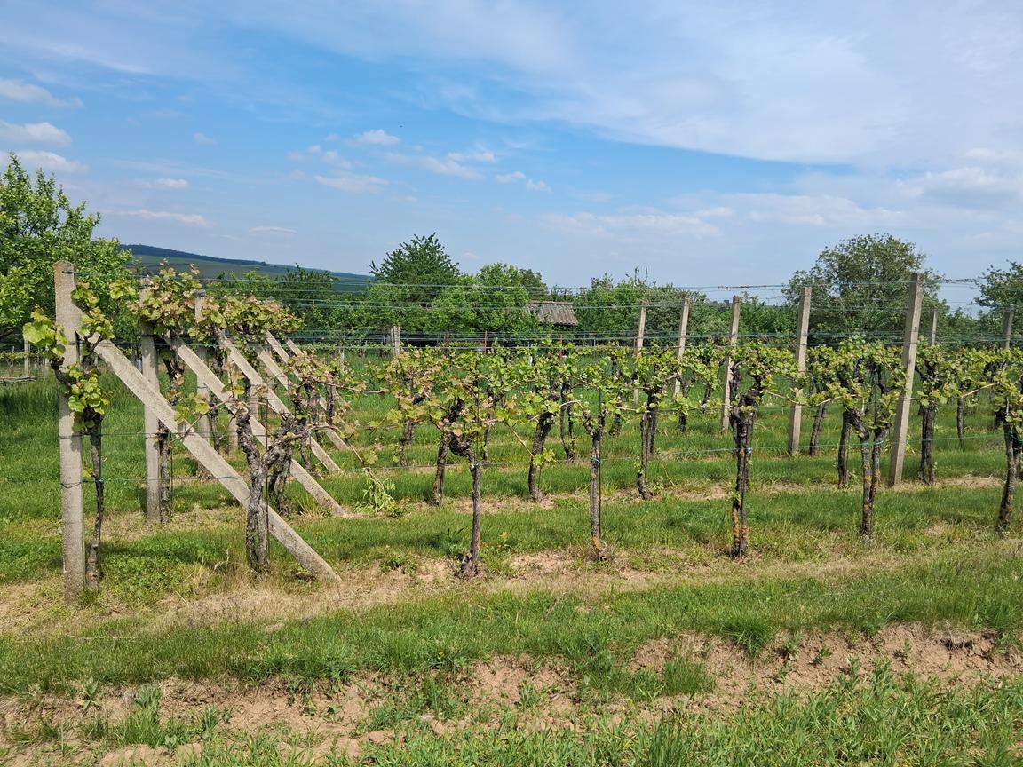 Foto Tupesy a Větřák