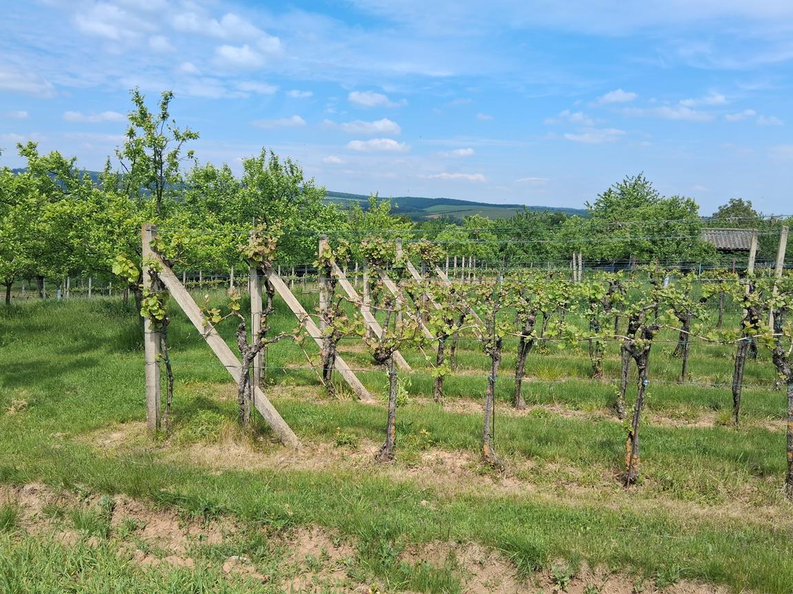 Foto Tupesy a Větřák