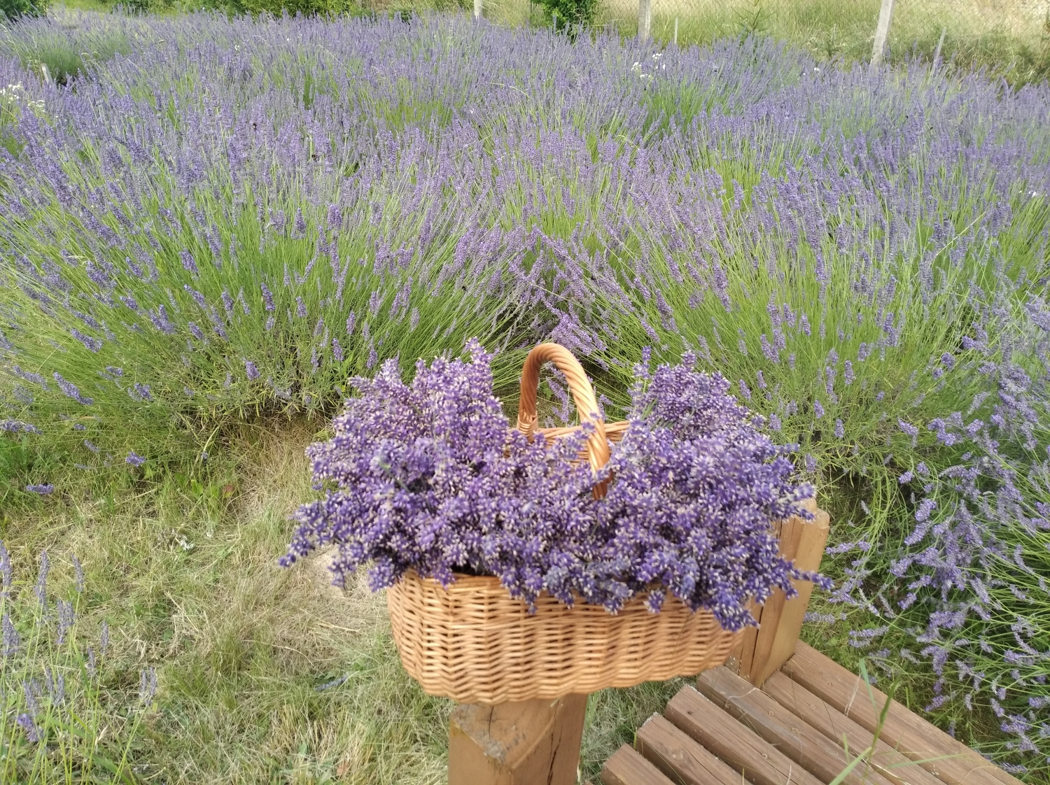  Levandulové dny v Tupesích 2025