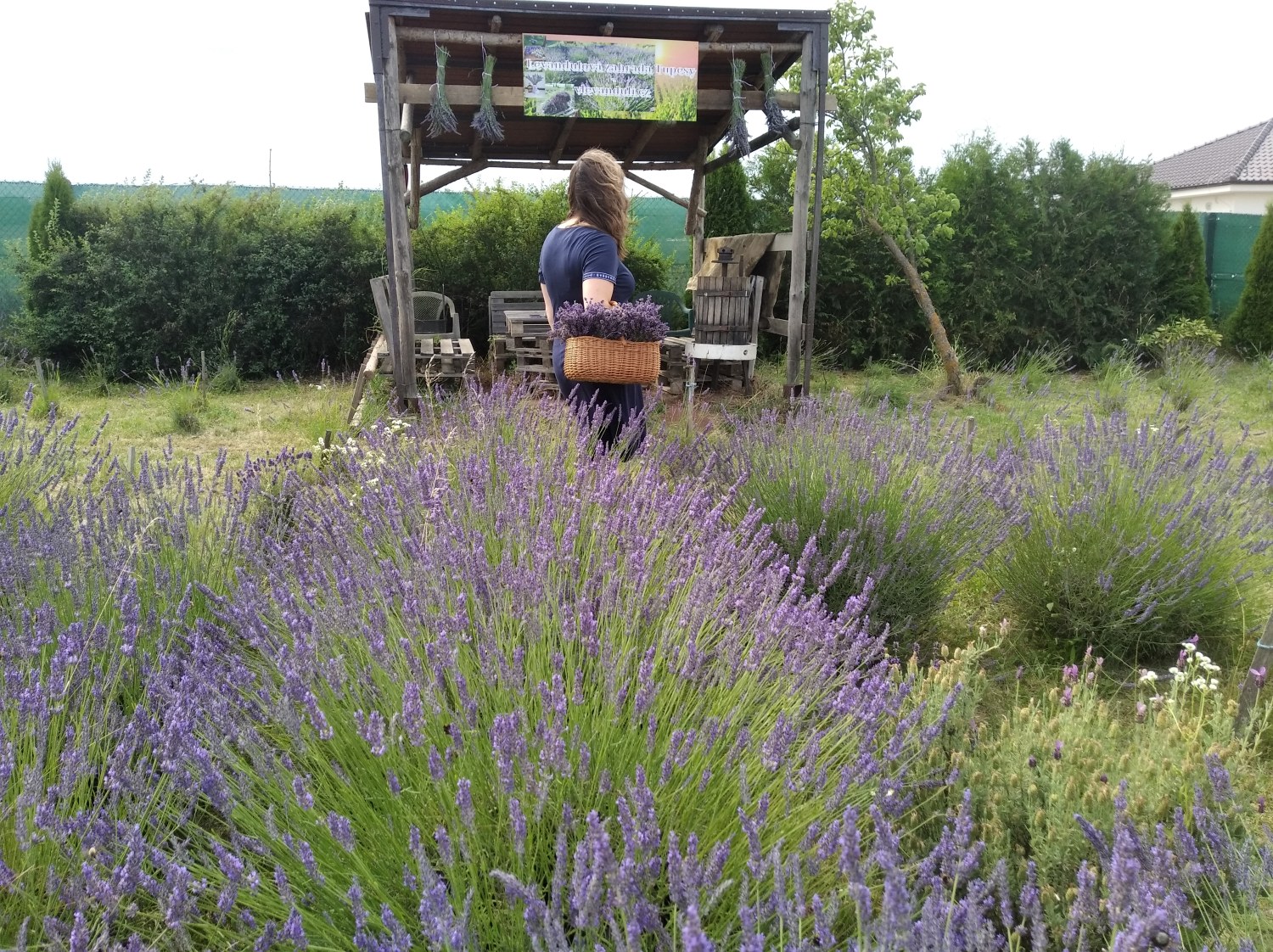  Levandulové dny v Tupesích 2025